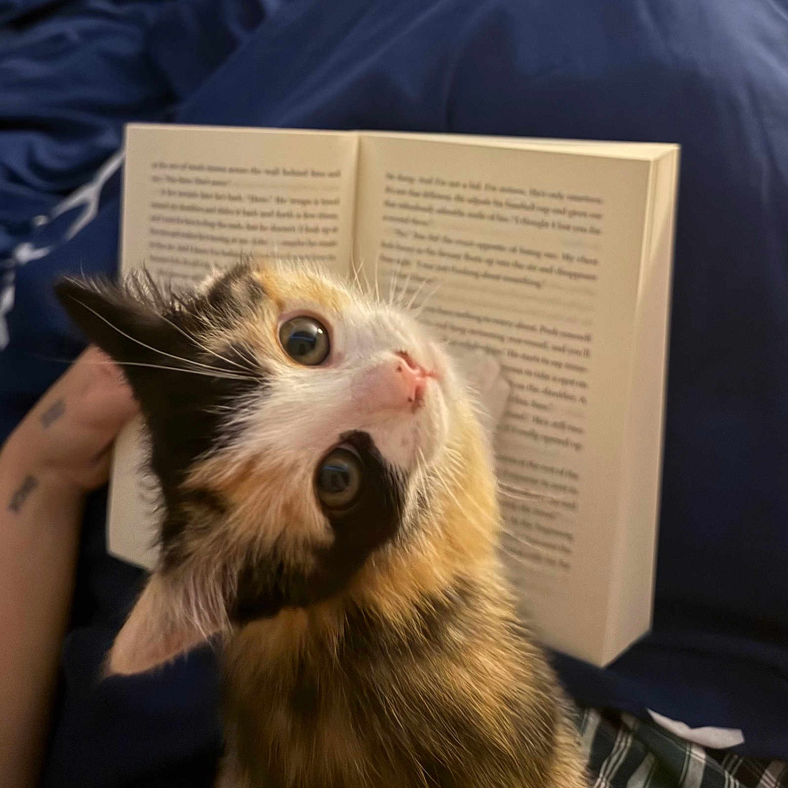 Tallulah joined the competition — help win amazing prizes! animal, blanket, book, calico_cat, close_up, cozy, curious, cute, feline, fur, human_arm, indoors, kitten, nose, pet, portrait, reading, tattoo, whiskers, wide_eyes