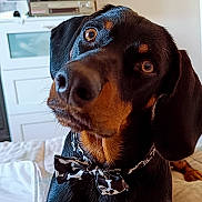 Volga participe au concours pour gagner de l'argent avec cette photo : dog, close_up, bow_tie, black_and_tan, pet, indoor, bed, curious, nose, ears, collar, animal, portrait, canine, furniture, cute, domestic, muzzle, expression, house