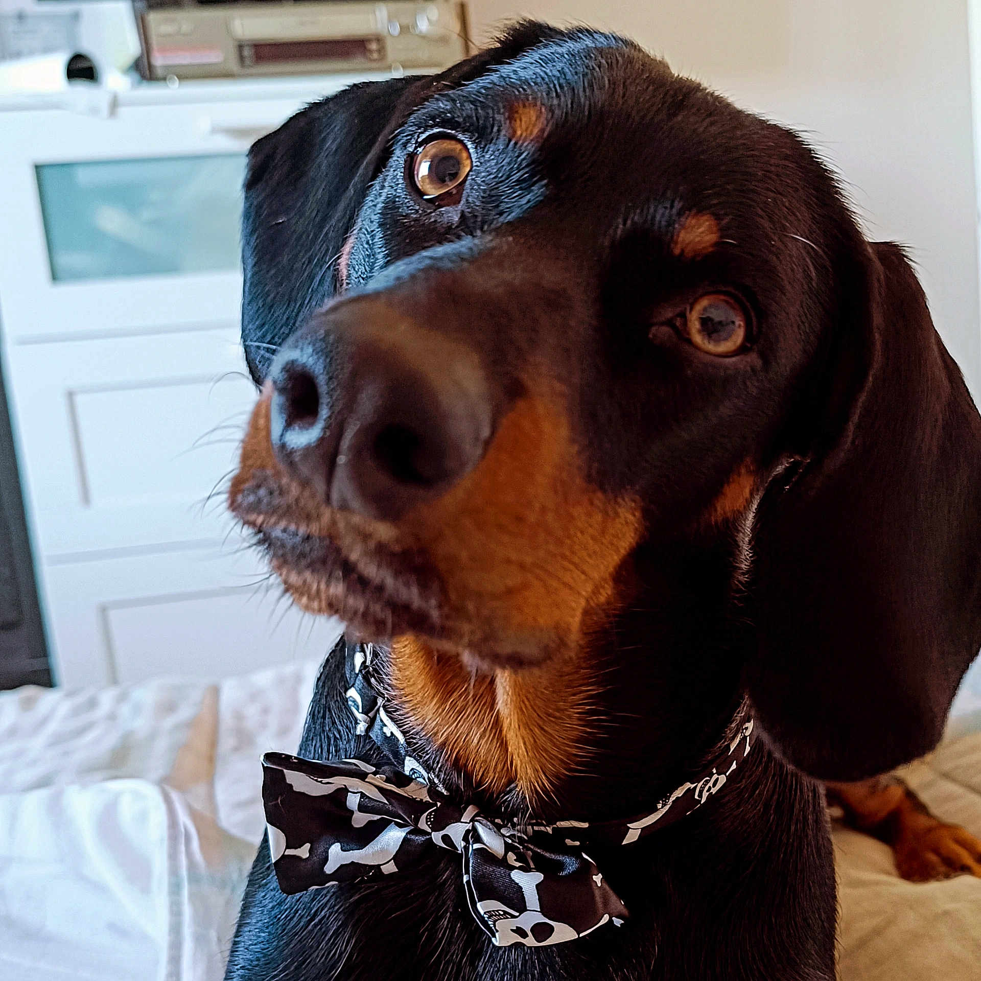 Volga participe au concours pour gagner de l'argent avec cette photo : dog, close_up, bow_tie, black_and_tan, pet, indoor, bed, curious, nose, ears, collar, animal, portrait, canine, furniture, cute, domestic, muzzle, expression, house