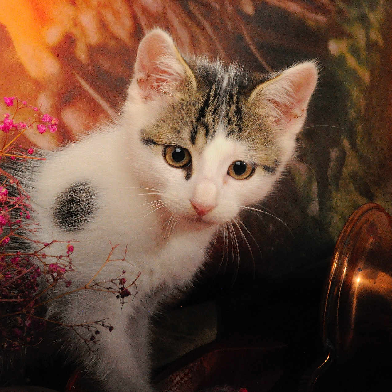 Six Coup a rejoint le concours — aidez-le/la à gagner de superbes lots ! animal, brass, cat, close_up, curious, decor, ears, eyes, flowers, fur, indoor, kitten, nature, ornate, pet, pink_flowers, portrait, still_life, warm_colors, whiskers