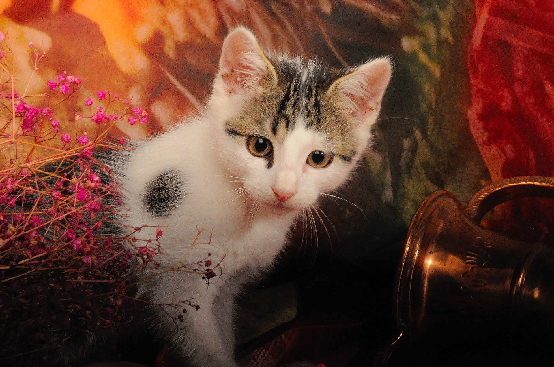 Six Coup a rejoint le concours — aidez-le/la à gagner de superbes lots ! animal, brass, cat, close_up, curious, decor, ears, eyes, flowers, fur, indoor, kitten, nature, ornate, pet, pink_flowers, portrait, still_life, warm_colors, whiskers