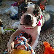 Symone joined the competition — help win amazing prizes! animal, boston_terrier, bright, carpet, closeup, collar, cute, dog, ears, furniture, home, indoor, looking, paw, pet, playful, puppy, rope_toy, sitting, toy