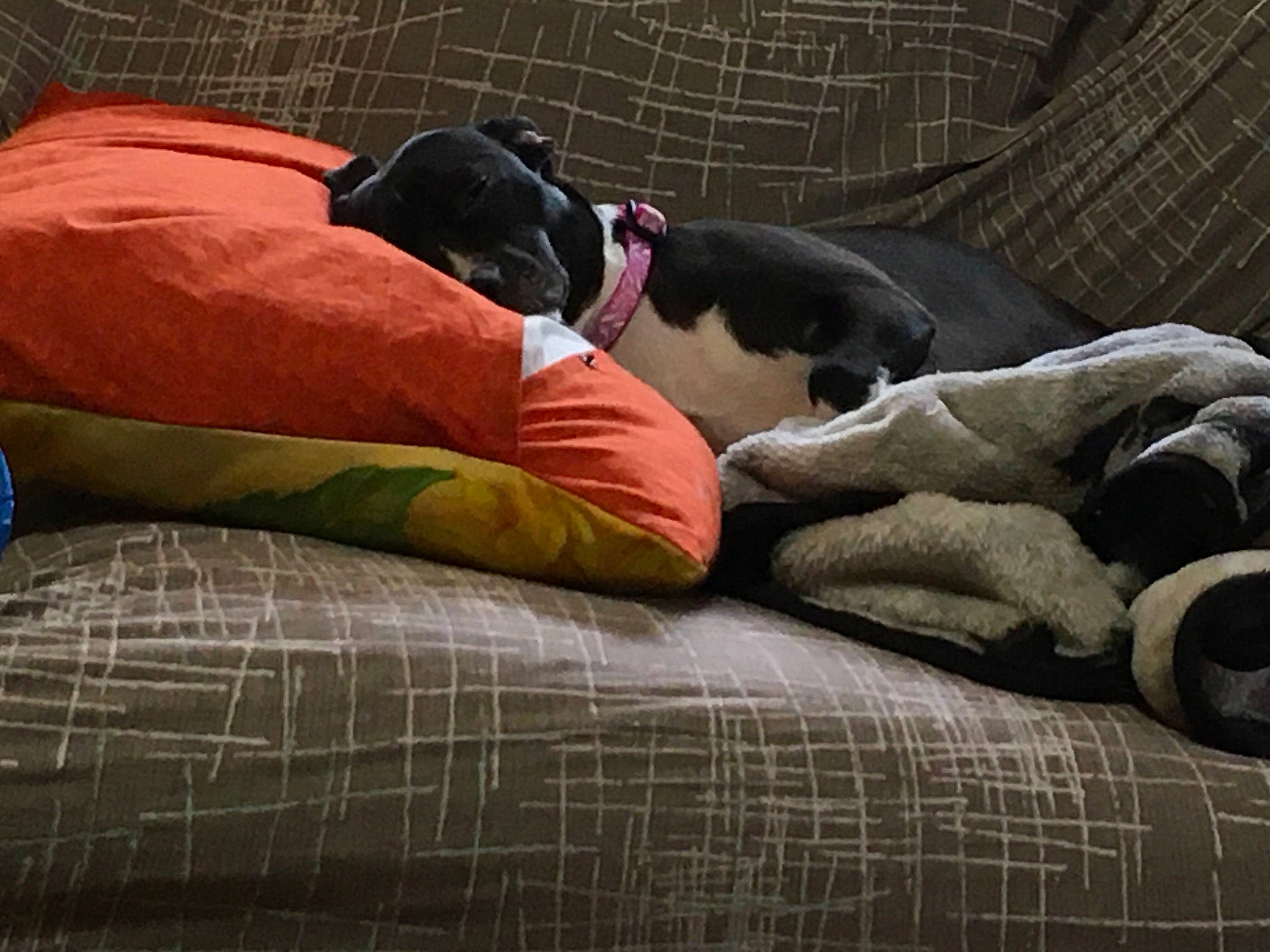 Dakota Bell joined the competition — help win amazing prizes! canidae, carmine, carnivore, comfort, companion_dog, dog, dog_breed, dog_supply, fawn, felidae, fur, grey, linens, mammal, snout, sporting_group, textile, tints_and_shades, vertebrate, wood