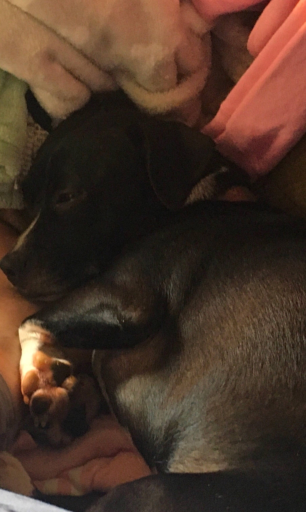 Dakota Bell is registered to the contest to win money with this photo: black, carnivore, comfort, companion_dog, darkness, dobermann, dog, dog_breed, ear, fawn, fur, guard_dog, liver, snout, sporting_group, terrestrial_animal, tints_and_shades, toy_dog, whiskers, working_animal