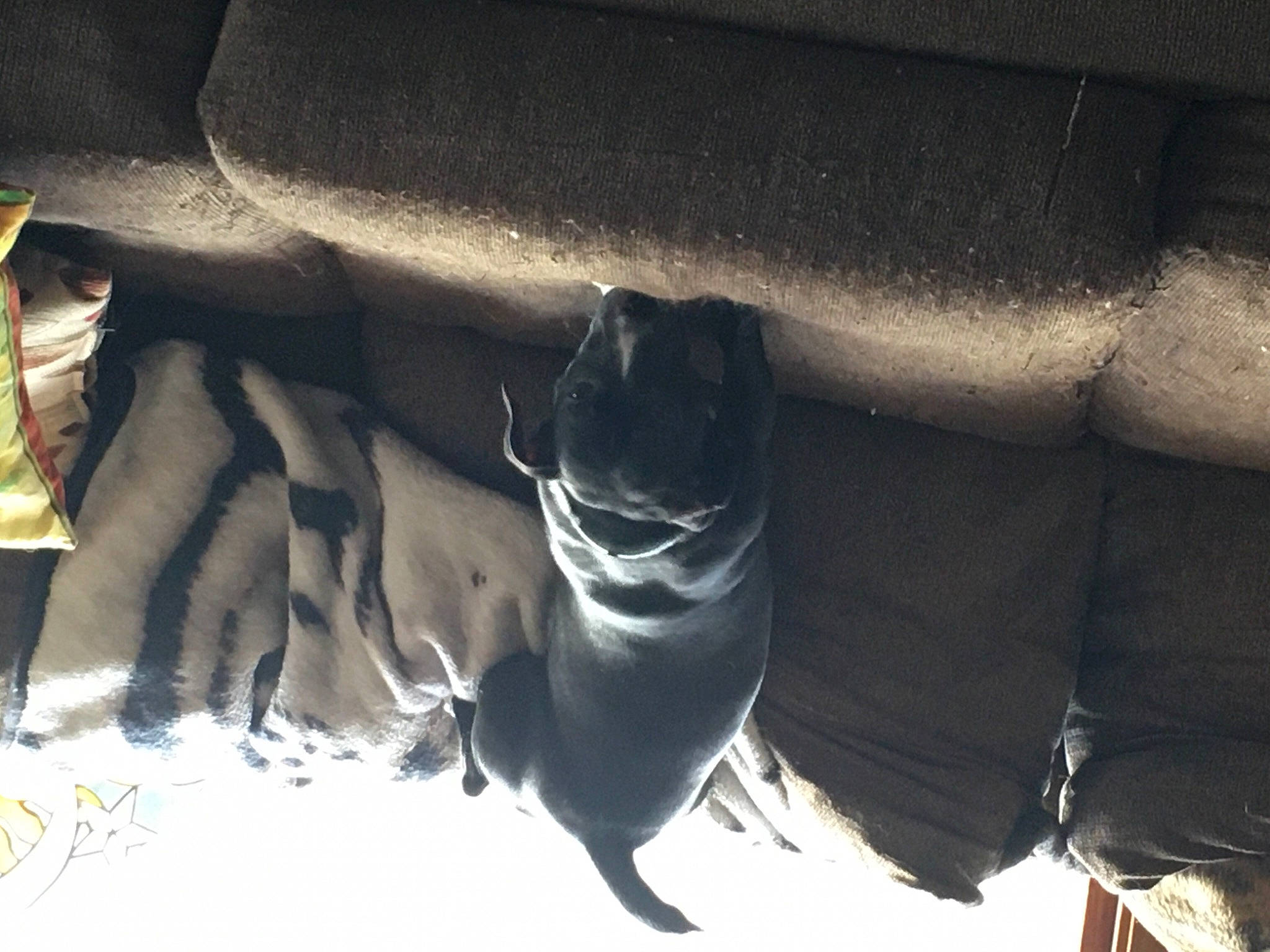 Dakota Bell joined the competition — help win amazing prizes! art, auto_part, automotive_exterior, automotive_tire, automotive_wheel_system, bumper, human_leg, marine_mammal, metal, monochrome, monochrome_photography, recreation, sculpture, snout, tail, tints_and_shades, vehicle_door, whiskers, wildlife, wing