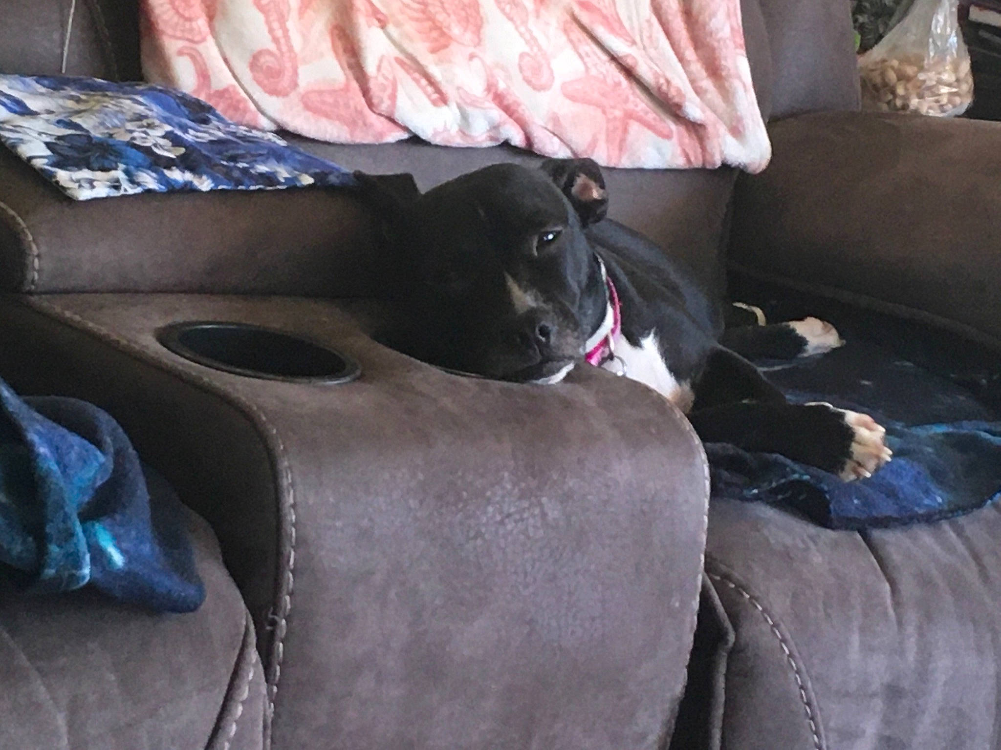 Dakota Bell is registered to the contest to win money with this photo: borador, canidae, carmine, carnivore, collar, comfort, companion_dog, couch, dog, dog_breed, guard_dog, living_room, magenta, non_sporting_group, sitting, sporting_group, tints_and_shades, vehicle, working_animal