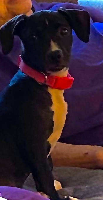 Dakota Bell is registered to the contest to win money with this photo: canidae, carnivore, collar, companion_dog, dog, dog_breed, dog_collar, dog_supply, non_sporting_group, pet_supply, puppy, snout, sporting_group, tail, terrestrial_animal, vertebrate, working_animal, yellow