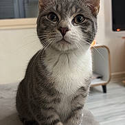 Vaya a rejoint le concours — aidez-le/la à gagner de superbes lots ! cat, tabby, indoor, pet, animal, feline, sitting, curious, whiskers, white_paws, gray_fur, striped, alert, close_up, soft_surface, domestic, cozy, portrait, house, window
