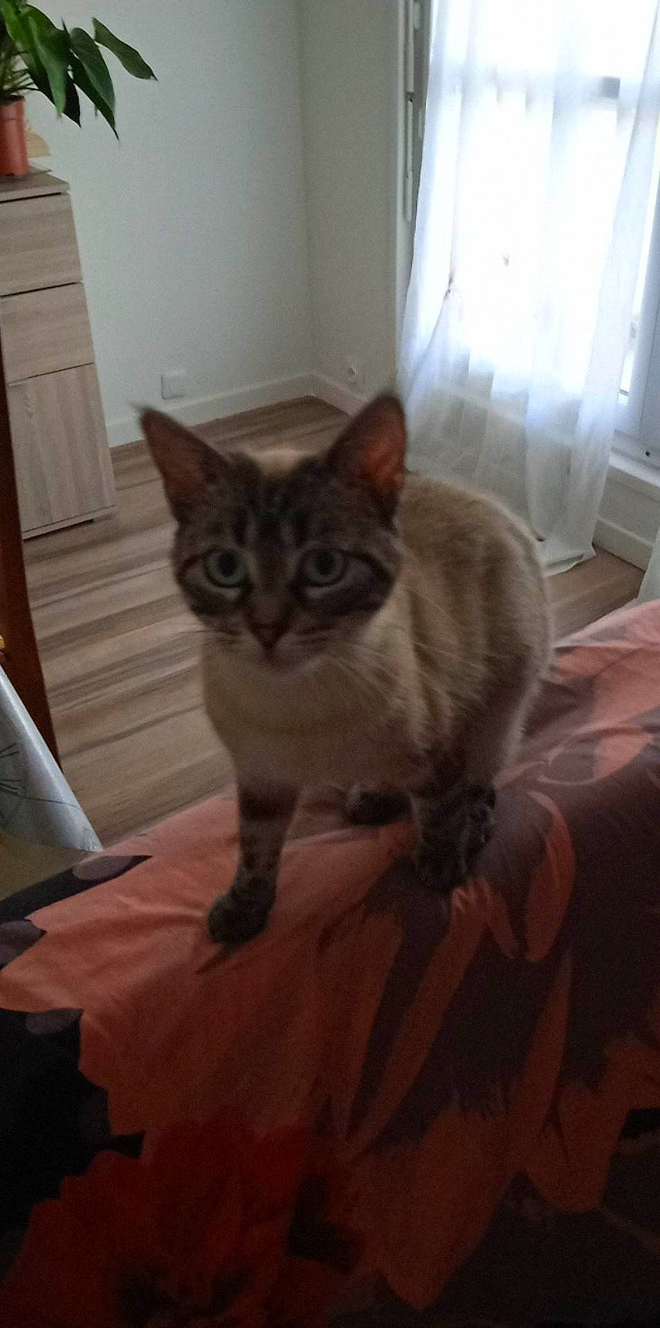 Ikea participe au concours pour gagner de l'argent avec cette photo : carnivore, cat, cat_supply, comfort, domestic_short_haired_cat, door, fawn, felidae, floor, flooring, fur, grey, hardwood, room, small_to_medium_sized_cats, snout, tail, whiskers, wood, wood_flooring