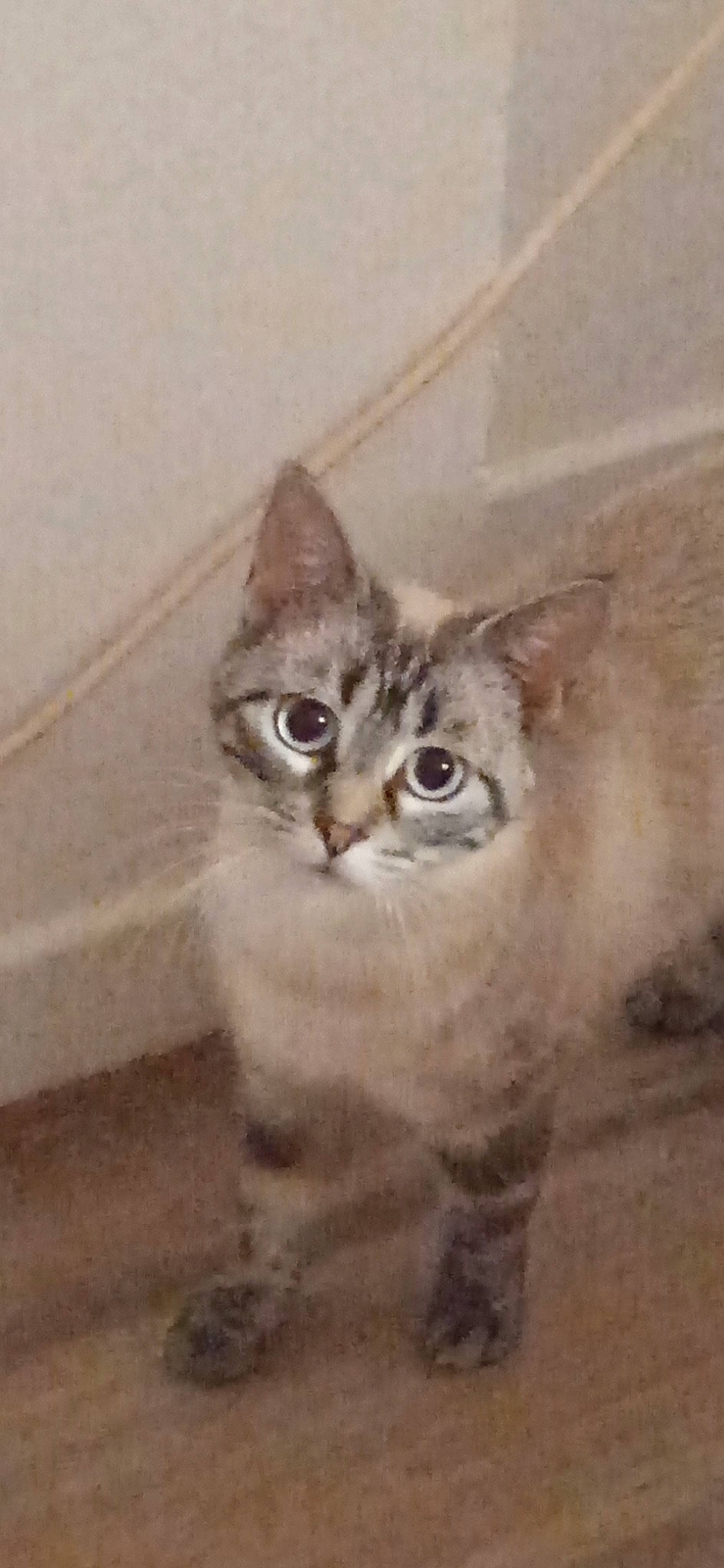 Ikea a rejoint le concours — aidez-le/la à gagner de superbes lots ! carnivore, cat, domestic_short_haired_cat, door, felidae, fur, grey, paw, small_to_medium_sized_cats, snout, terrestrial_animal, whiskers, window