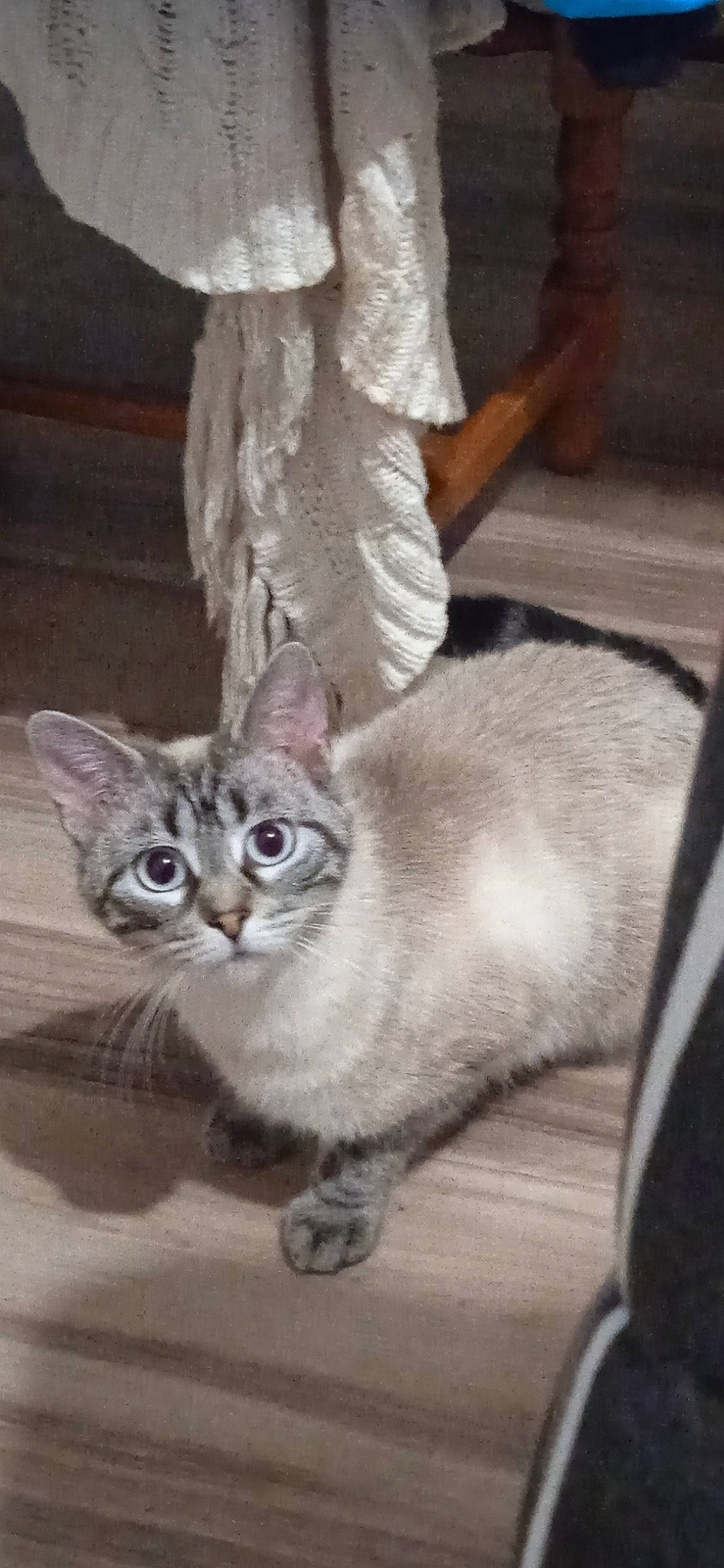 Ikea a rejoint le concours — aidez-le/la à gagner de superbes lots ! carnivore, cat, domestic_short_haired_cat, felidae, fur, paw, photo_caption, small_to_medium_sized_cats, tail, terrestrial_animal, whiskers