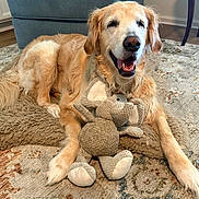 Henry is registered to the contest to win money with this photo: black_nose, bunny_toy, canine, carpet, chair, dog, floppy_ears, golden_retriever, happy, indoors, living_room, long_hair, lying_down, open_mouth, pet, portrait, rug, sitting, smiling, stuffed_animal