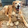 black_nose, bunny_toy, canine, carpet, chair, dog, floppy_ears, golden_retriever, happy, indoors, living_room, long_hair, lying_down, open_mouth, pet, portrait, rug, sitting, smiling, stuffed_animal