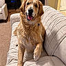 Henry joined the competition — help win amazing prizes! animal, carpet, couch, dog, fireplace, fluffy, golden_fur, golden_retriever, happy, home, indoors, living_room, open_mouth, pet, piano, portrait, quilted, sitting, sofa, tongue