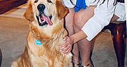 Henry joined the competition — help win amazing prizes! blinds, blue_shirt, carpet, chair, dog, flowers, furniture, golden_retriever, happy, home, indoors, long_hair, person, pet, portrait, sitting, smiling, white_coat, window, woman
