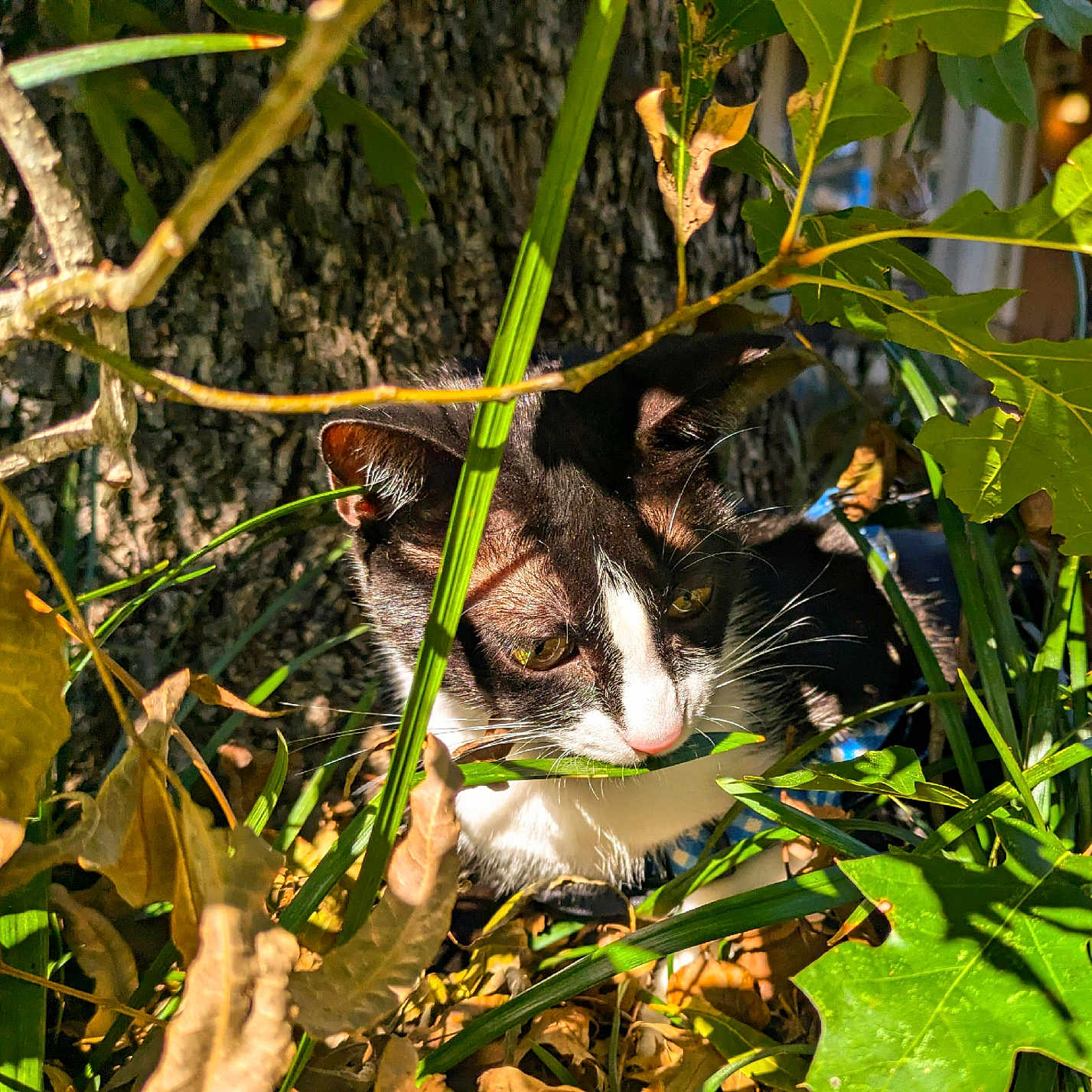 Wobbles is registered to the contest to win money with this photo: animal, bodypart, cat, flower, green, herbal, herbs, ivy, jungle, kitten, leaf, mouth, nature, outdoors, person, pet, plant, tree, treetrunk, vegetation