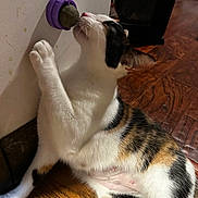 Cali joined the competition — help win amazing prizes! cat, calico_cat, feline, pet, indoor, playing, toy, wall, hardwood_floor, floorboard, licking, tongue, paw, whiskers, fur, close_up, belly, head, ear, home_interior