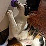 cat, calico_cat, feline, pet, indoor, playing, toy, wall, hardwood_floor, floorboard, licking, tongue, paw, whiskers, fur, close_up, belly, head, ear, home_interior