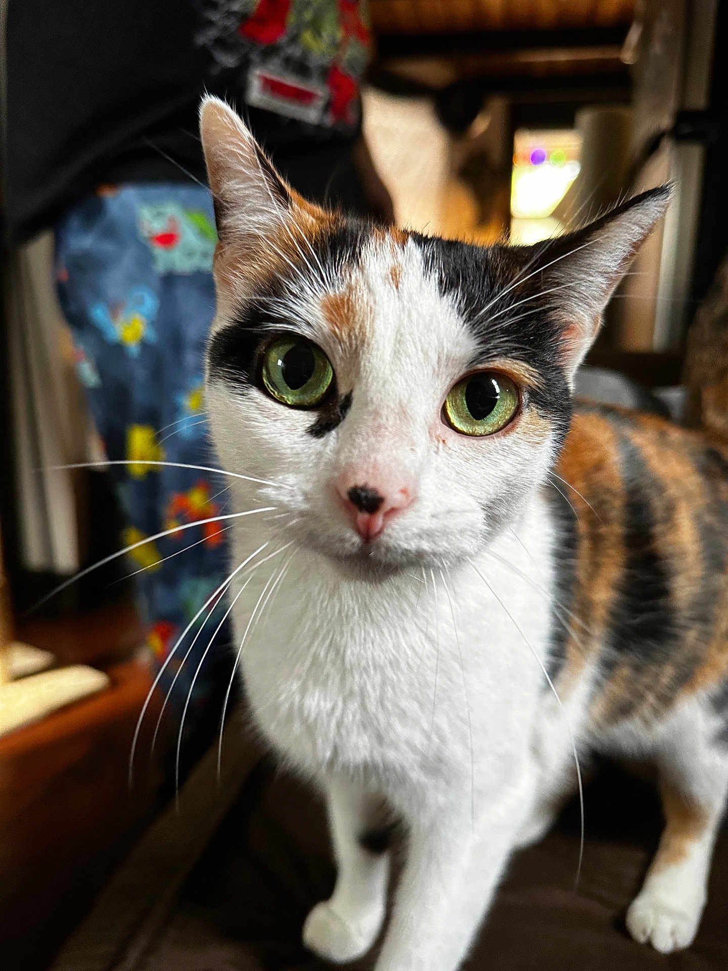 Cali is registered to the contest to win money with this photo: cat, calico_cat, pet, closeup, portrait, green_eyes, whiskers, fur, indoor, bokeh, ears, nose, paws, curious, domestic_animal, home_interior, furniture, soft_lighting, short_haired, mask_pattern