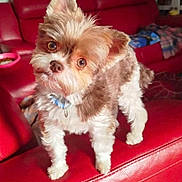 Shelby a rejoint le concours — aidez-le/la à gagner de superbes lots ! dog, puppy, small_dog, fluffy, shaggy, brown_and_white, standing, pet, collar, indoors, red_sofa, leather_couch, living_room, portrait, looking_at_camera, cute, adorable, companion_animal, fur, home_interior