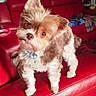 dog, puppy, small_dog, fluffy, shaggy, brown_and_white, standing, pet, collar, indoors, red_sofa, leather_couch, living_room, portrait, looking_at_camera, cute, adorable, companion_animal, fur, home_interior