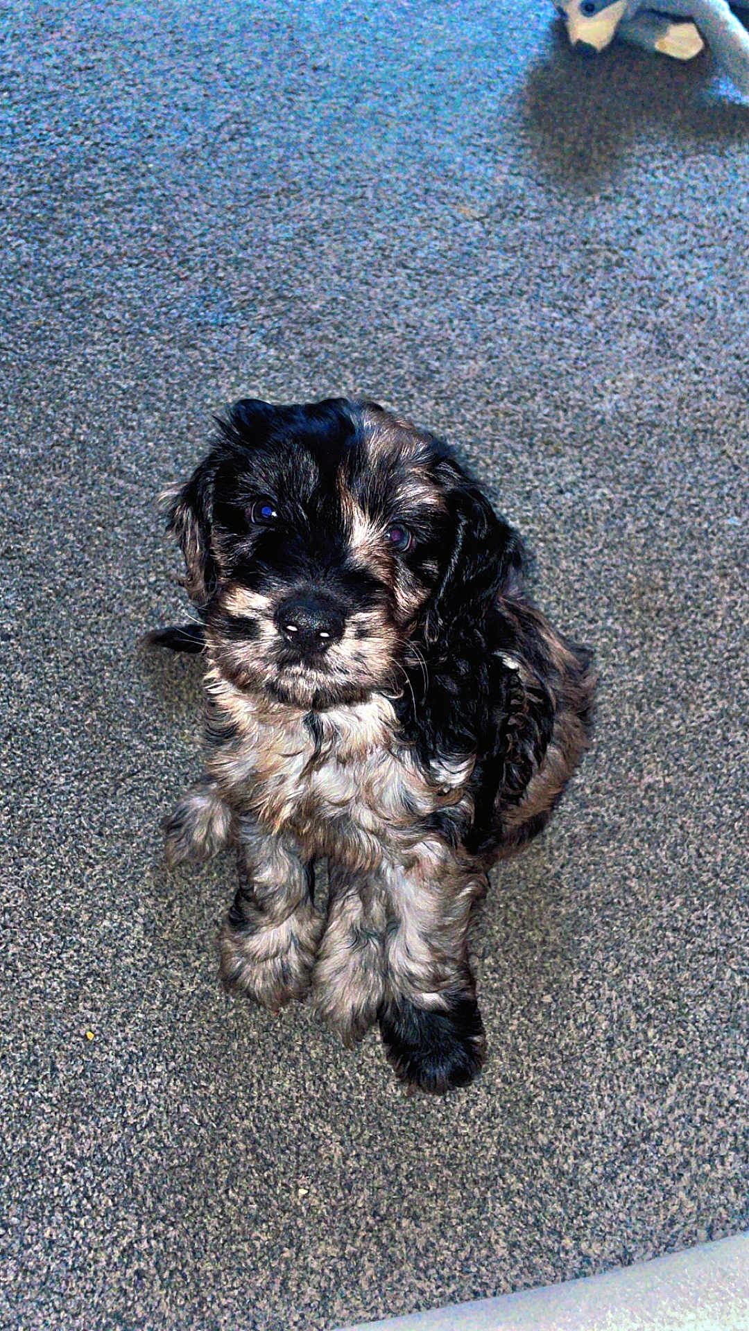 Koda joined the competition — help win amazing prizes! puppy, dog, black, tan, fur, pet, cute, carpet, indoor, animal, young, small, looking_up, sitting, adorable, fluffy, canine, portrait, fur_texture, waiting