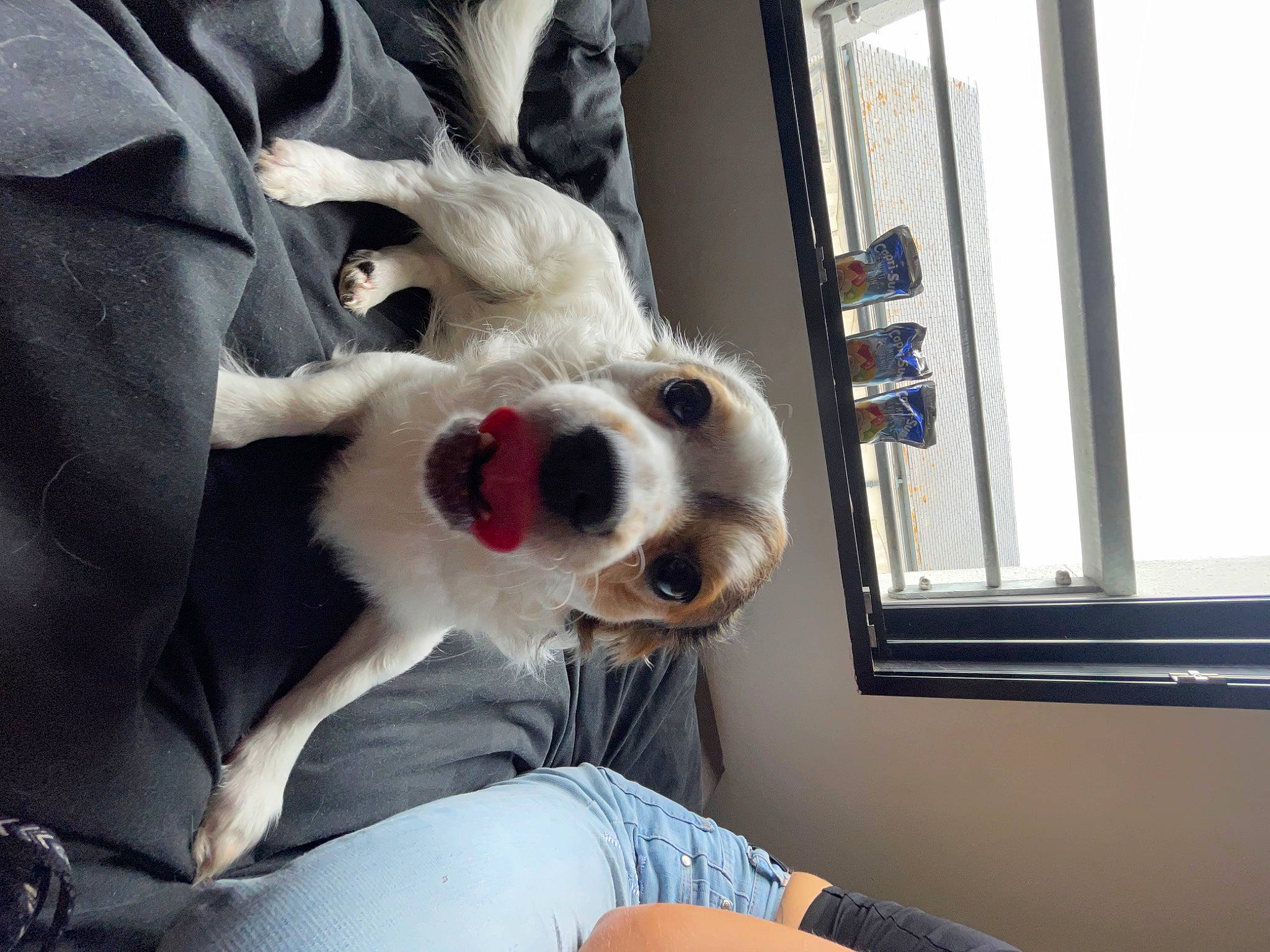 Snouky participe au concours pour gagner de l'argent avec cette photo : canidae, carnivore, collar, comfort, companion_dog, dog, dog_breed, dog_supply, door, fawn, felidae, fur, paw, snout, sporting_group, stuffed_toy, textile, whiskers, window, working_animal