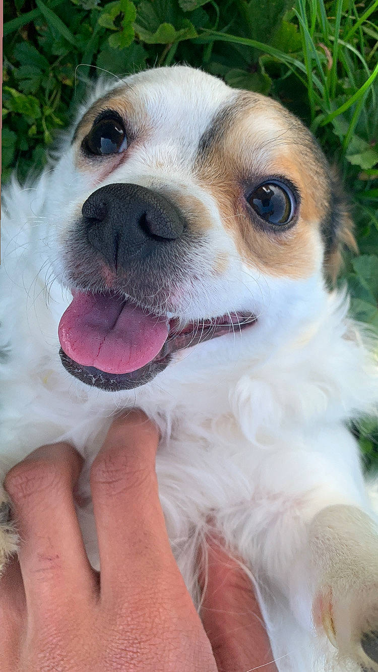 Snouky a rejoint le concours — aidez-le/la à gagner de superbes lots ! carnivore, collar, companion_dog, dog, dog_breed, dog_collar, eyewear, fang, fawn, fur, goggles, mammal, plant, snout, sporting_group, sunglasses, tongue, vertebrate, vision_care, whiskers