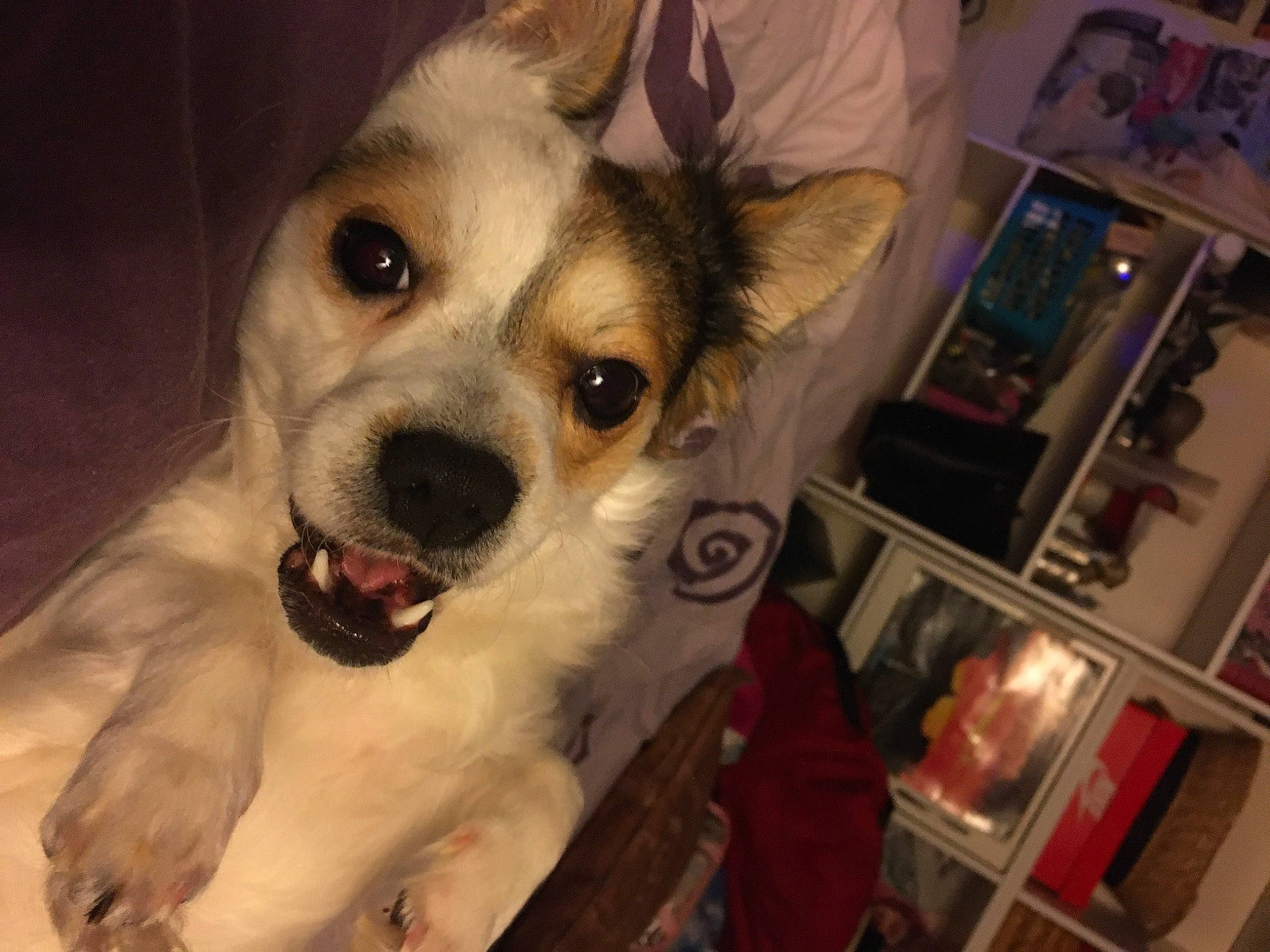 Snouky a rejoint le concours — aidez-le/la à gagner de superbes lots ! canidae, carnivore, chair, comfort, companion_dog, dog, dog_breed, dog_supply, ear, fang, fawn, fur, happy, picture_frame, small_terrier, snout, sporting_group, toy_dog, whiskers, working_animal