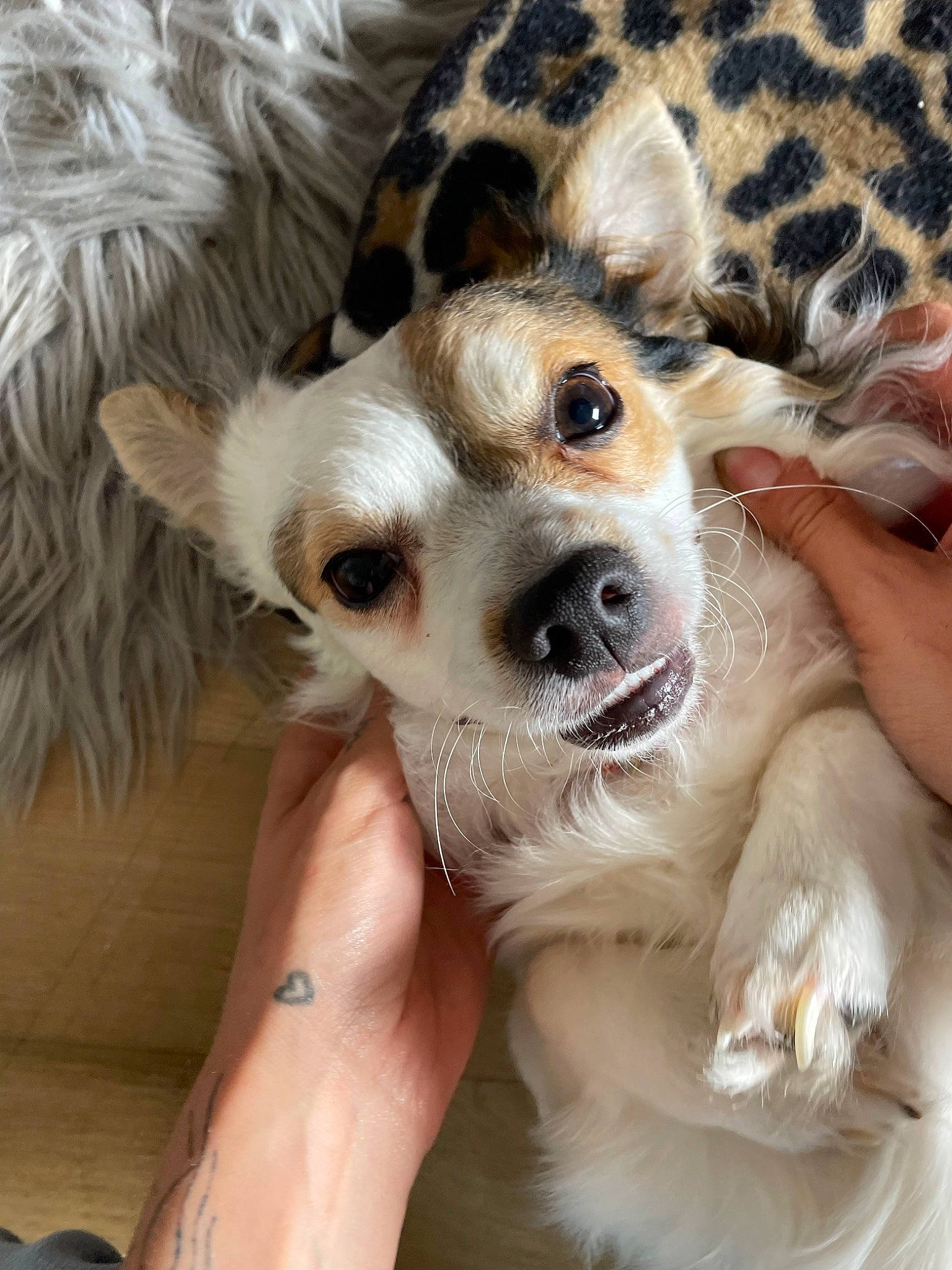 Snouky a rejoint le concours — aidez-le/la à gagner de superbes lots ! carnivore, companion_dog, dog, dog_breed, ear, fur, paw, sporting_group, sunglasses, terrestrial_animal, toy_dog, whiskers