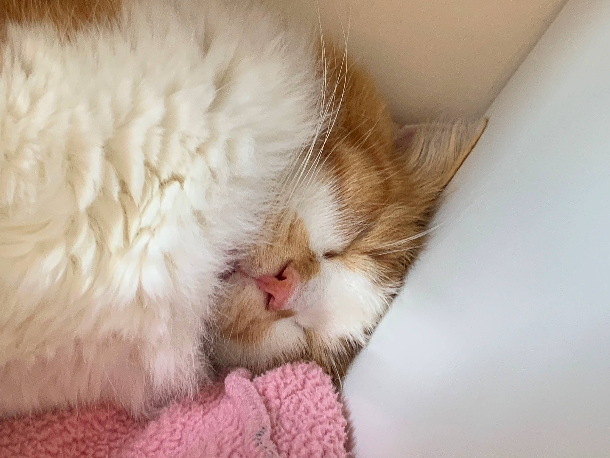 Hawaï participe au concours pour gagner de l'argent avec cette photo : carnivore, cat, claw, comfort, domestic_short_haired_cat, eye, fawn, felidae, flooring, foot, fur, nap, paw, sleep, small_to_medium_sized_cats, snout, tail, terrestrial_animal, whiskers