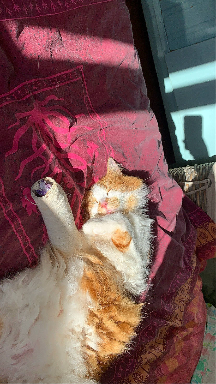 Hawaï a rejoint le concours — aidez-le/la à gagner de superbes lots ! carnivore, cat, claw, comfort, domestic_short_haired_cat, fawn, felidae, fur, lap, magenta, pattern, paw, plant, small_to_medium_sized_cats, tail, textile, tree, whiskers, window, wood