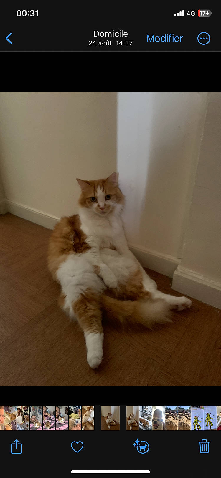 Hawaï participe au concours pour gagner de l'argent avec cette photo : carnivore, cat, claw, comfort, domestic_short_haired_cat, fawn, felidae, floor, flooring, fur, hardwood, laminate_flooring, paw, small_to_medium_sized_cats, snout, tail, whiskers, window, wood, wood_flooring