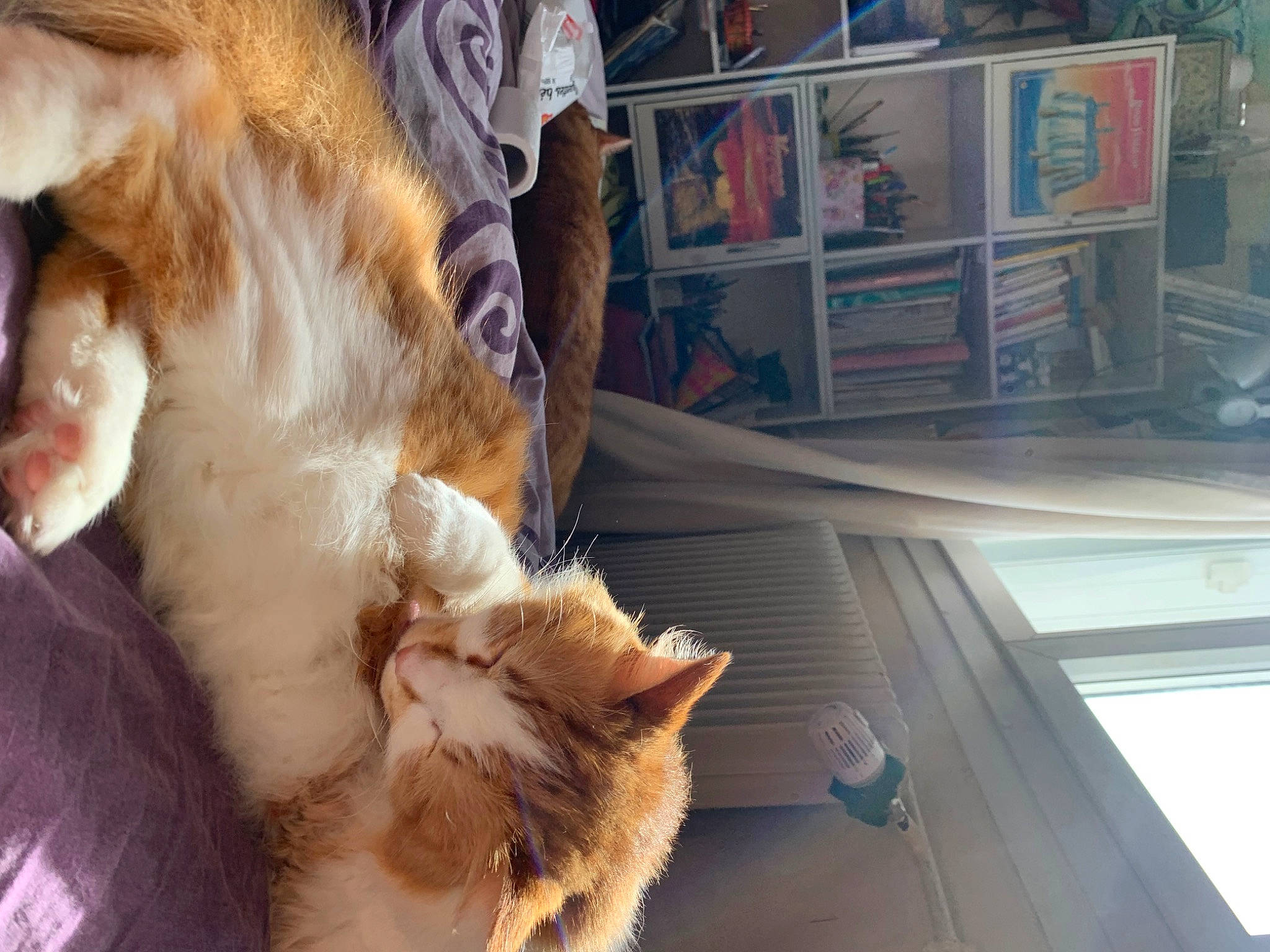 Hawaï a rejoint le concours — aidez-le/la à gagner de superbes lots ! canidae, carnivore, cat, claw, companion_dog, dog_breed, domestic_short_haired_cat, fawn, felidae, fur, human_leg, lap, paw, small_to_medium_sized_cats, snout, sporting_group, tail, whiskers, window, wood