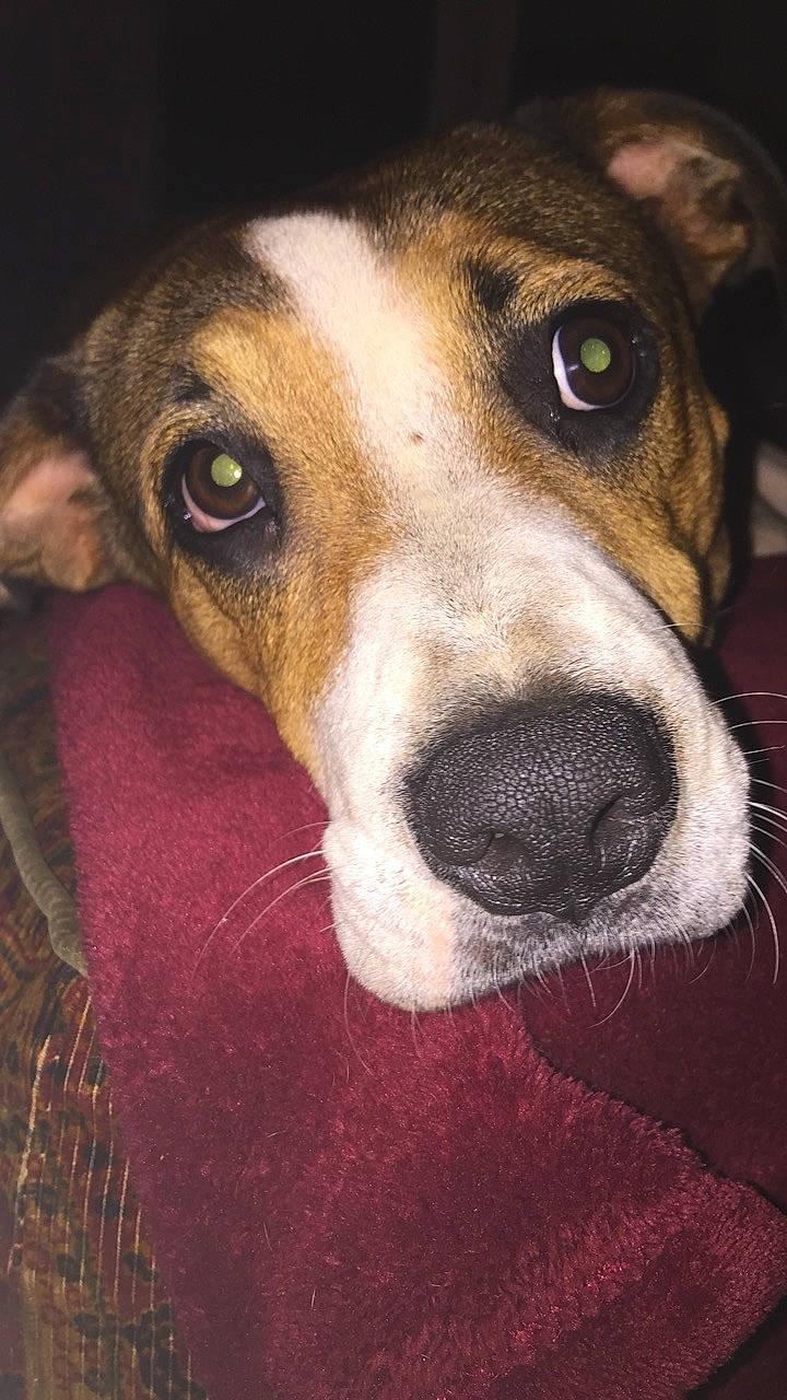 Trouble is registered to the contest to win money with this photo: ancient_dog_breeds, canidae, carnivore, companion_dog, dog, dog_breed, fawn, fur, hound, jaw, scent_hound, snout, sporting_group, street_dog, terrestrial_animal, whiskers, working_animal, working_dog