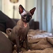 Uby a rejoint le concours — aidez-le/la à gagner de superbes lots ! sphynx_cat, cat, hairless_cat, pet, indoor, blanket, cozy, feline, animal, curious, wrinkled_skin, large_ears, sitting, soft_texture, brown, background_blur, domestic, companion, cute, alert