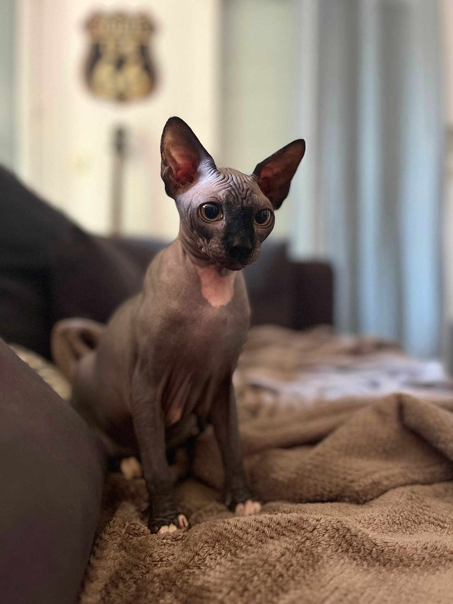 Uby a rejoint le concours — aidez-le/la à gagner de superbes lots ! sphynx_cat, cat, hairless_cat, pet, indoor, blanket, cozy, feline, animal, curious, wrinkled_skin, large_ears, sitting, soft_texture, brown, background_blur, domestic, companion, cute, alert