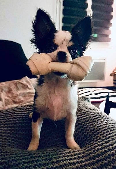 Molosse a rejoint le concours — aidez-le/la à gagner de superbes lots ! carnivore, companion_dog, costume, dog, dog_breed, dog_supply, fawn, flooring, formal_wear, fur, gesture, happy, papillon, sitting, snout, sporting_group, tail, toy_dog, whiskers, wing