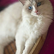 Zola joined the competition — help win amazing prizes! cat, fluffy, white_cat, blue_eyes, basket, pet, animal, fur, closeup, portrait, relaxed, indoor, cute, mammal, whiskers, pink_nose, soft, feline, cozy, resting