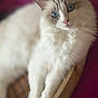 cat, fluffy, white_cat, blue_eyes, basket, pet, animal, fur, closeup, portrait, relaxed, indoor, cute, mammal, whiskers, pink_nose, soft, feline, cozy, resting