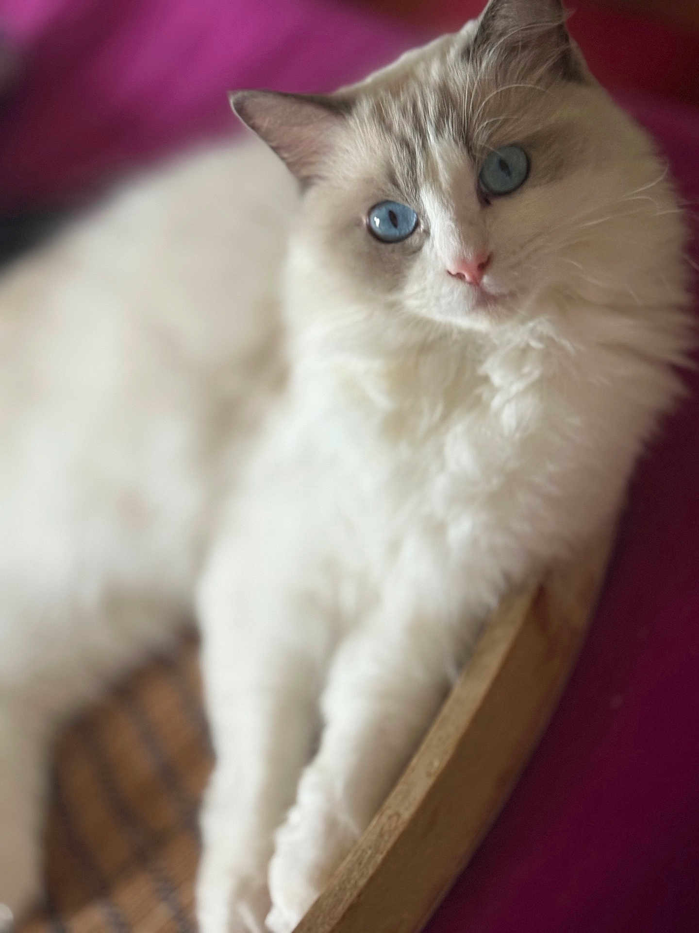 Zola