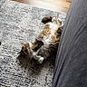 Katie joined the competition — help win amazing prizes! cat, fluffy, lying_down, rug, indoor, gray_couch, wood_floor, relaxed, pet, fur, whiskers, curious, home, cozy, natural_light, animal, domestic, playful, resting, paw