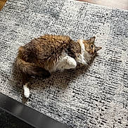Katie is registered to the contest to win money with this photo: cat, fluffy, white_paws, white_chest, rug, textured_rug, gray_rug, wooden_floor, indoor, pet, relaxed, lying_down, feline, cozy, natural_light, home, animal, fur, cute, comfortable