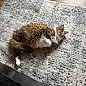 cat, fluffy, white_paws, white_chest, rug, textured_rug, gray_rug, wooden_floor, indoor, pet, relaxed, lying_down, feline, cozy, natural_light, home, animal, fur, cute, comfortable