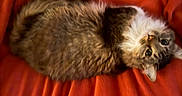 Katie is registered to the contest to win money with this photo: cat, feline, fluffy, pet, animal, orange_blanket, indoor, relaxed, cute, tabby, fur, whiskers, eyes, lying_down, cozy, soft_texture, resting, domestic_animal, mammal, companion