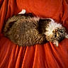 cat, feline, fluffy, pet, animal, orange_blanket, indoor, relaxed, cute, tabby, fur, whiskers, eyes, lying_down, cozy, soft_texture, resting, domestic_animal, mammal, companion