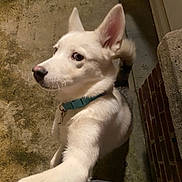 Sezame a rejoint le concours — aidez-le/la à gagner de superbes lots ! dog, white_dog, collar, pet, animal, curious, outdoor, concrete, brick_wall, door, canine, paw, fur, ears, side_view, looking_away, night, shadow, close_up, domestic_animal