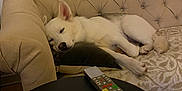 Sezame participe au concours pour gagner de l'argent avec cette photo : dog, sleeping, couch, pillow, living_room, remote_control, table, indoor, pet, resting, tufted_couch, white_dog, gray_dog, cozy, quiet, relaxation, furniture, domestic, home, calm