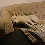 dog, sleeping, couch, pillow, living_room, remote_control, table, indoor, pet, resting, tufted_couch, white_dog, gray_dog, cozy, quiet, relaxation, furniture, domestic, home, calm