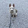 Sezame a rejoint le concours — aidez-le/la à gagner de superbes lots ! dog, puppy, husky, white_fur, blue_eyes, leash, snow, ground, outdoor, pet, animal, sitting, cute, young, winter, cold, fur, alert, ears, canine